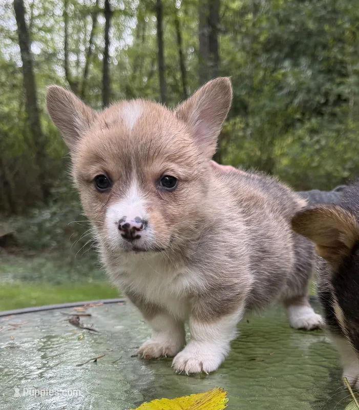 AKC male – Pembroke Welsh Corgi puppy for sale in Stanwood, WA