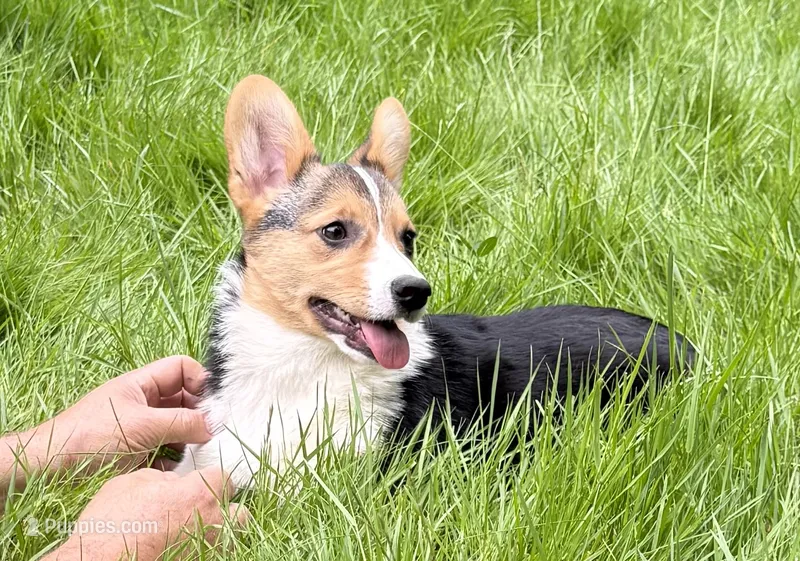 AKC female – Pembroke Welsh Corgi puppy for sale in Stanwood, WA