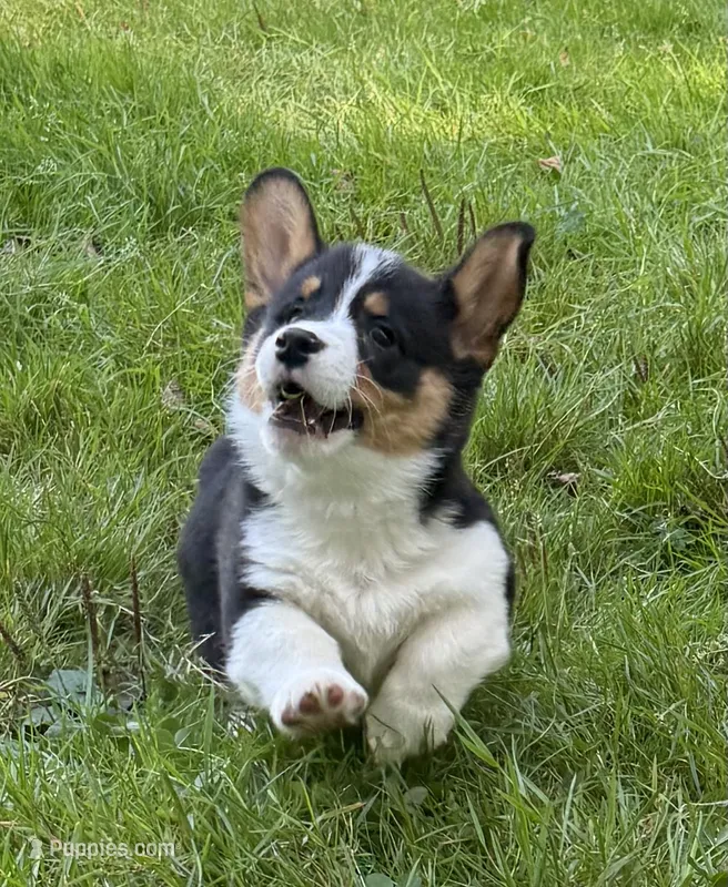 AKC male – Pembroke Welsh Corgi puppy for sale in Stanwood, WA