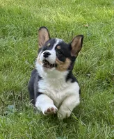 AKC male, a male Pembroke Welsh Corgi for sale in Stanwood, WA – 1 of 2