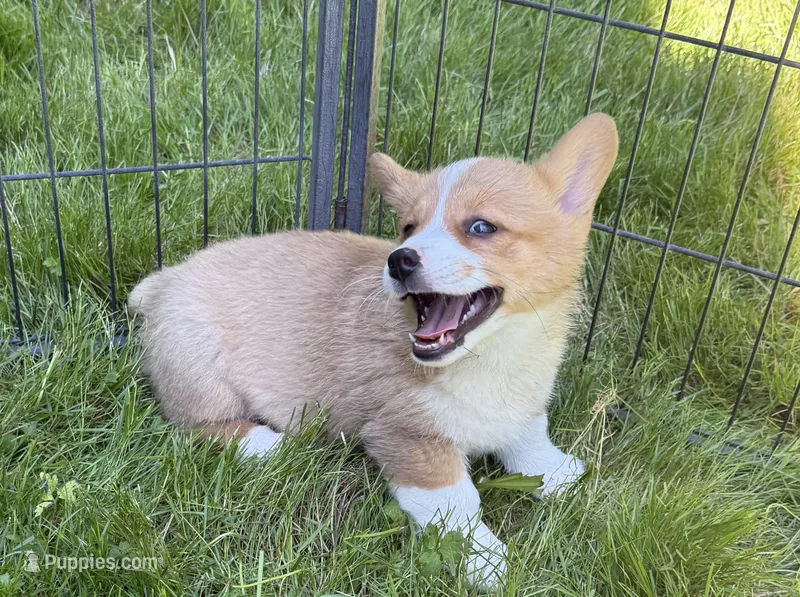 registered male – Pembroke Welsh Corgi puppy for sale in Stanwood, WA