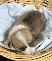 AKC male, a male Pembroke Welsh Corgi for sale in Stanwood, WA – Photo 1 of 2