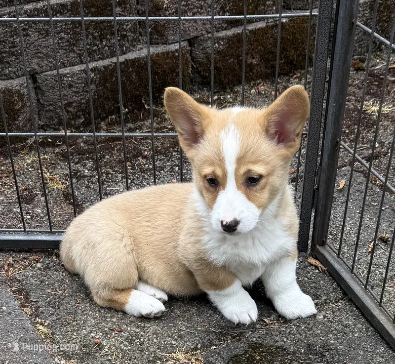 registered female with natural bobtail – Pembroke Welsh Corgi puppy for sale in Stanwood, WA