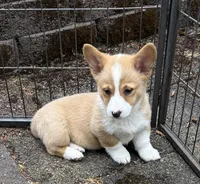 registered female with natural bobtail, a female Pembroke Welsh Corgi for sale in Stanwood, WA – 1 of 5
