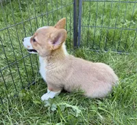registered male, a male Pembroke Welsh Corgi for sale in Stanwood, WA – 2 of 5