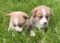 registered male, a male Pembroke Welsh Corgi for sale in Stanwood, WA – 4 of 4