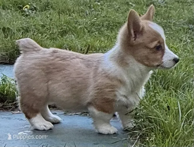 AKC male – Pembroke Welsh Corgi puppy for sale in Stanwood, WA