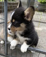 registered male, a male Pembroke Welsh Corgi for sale in Stanwood, WA – 2 of 3