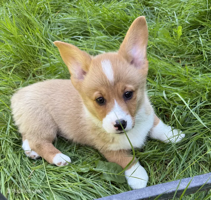 registered male – Pembroke Welsh Corgi puppy on hold in Stanwood, WA