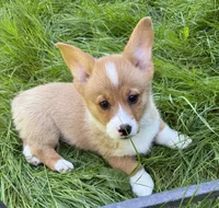 registered male, a male Pembroke Welsh Corgi for sale in Stanwood, WA – 1 of 3