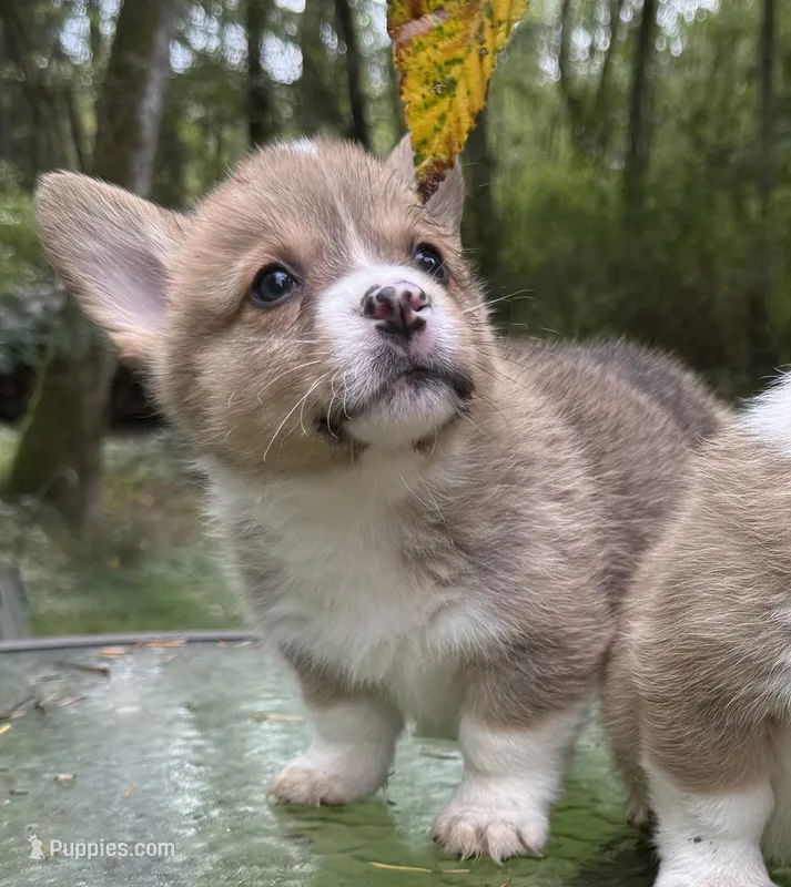 AKC female – Pembroke Welsh Corgi puppy for sale in Stanwood, WA