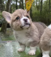 AKC female, a female Pembroke Welsh Corgi for sale in Stanwood, WA – 1 of 1