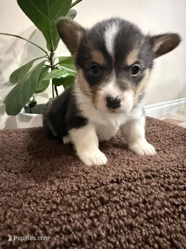 AKC male, a male Pembroke Welsh Corgi for sale in Stanwood, WA – Photo 1 of 1