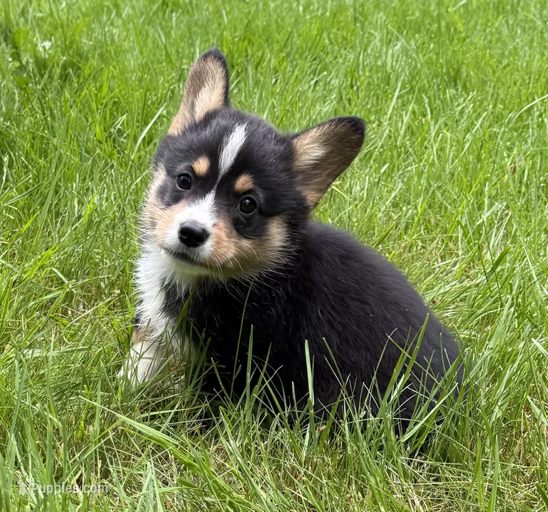 registered male – Pembroke Welsh Corgi puppy for sale in Stanwood, WA