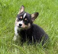 registered male, a male Pembroke Welsh Corgi for sale in Stanwood, WA – 1 of 3