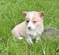 registered female with natural bobtail, a female Pembroke Welsh Corgi for sale in Stanwood, WA – 2 of 4