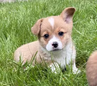 registered female, a male Pembroke Welsh Corgi for sale in Stanwood, WA – 2 of 2