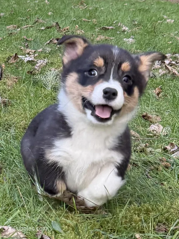 AKC female – Pembroke Welsh Corgi puppy for sale in Stanwood, WA
