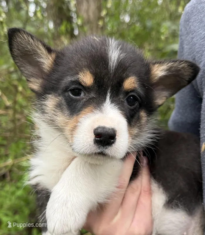 AKC female – Pembroke Welsh Corgi puppy for sale in Stanwood, WA