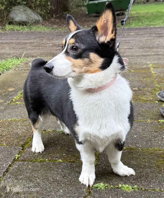 AKC female, a female Pembroke Welsh Corgi for sale in Stanwood, WA – Photo 1 of 3