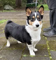 AKC female, a female Pembroke Welsh Corgi for sale in Stanwood, WA – Photo 3 of 3