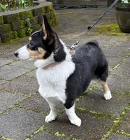 AKC female, a female Pembroke Welsh Corgi for sale in Stanwood, WA – Photo 2 of 3