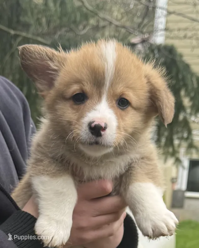 AKC male – Pembroke Welsh Corgi puppy for sale in Stanwood, WA