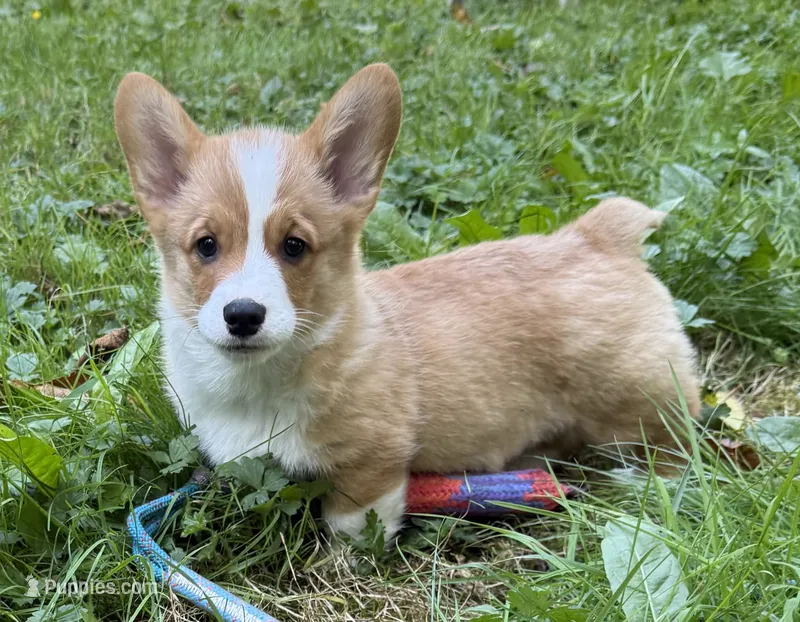 AKC male – Pembroke Welsh Corgi puppy for sale in Stanwood, WA