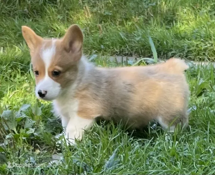 registered male – Pembroke Welsh Corgi puppy for sale in Stanwood, WA