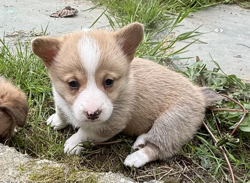 registered female with natural bobtail – Pembroke Welsh Corgi puppy for sale in Stanwood, WA