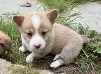 registered female with natural bobtail, a female Pembroke Welsh Corgi for sale in Stanwood, WA – 3 of 4