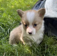 AKC male, a male Pembroke Welsh Corgi for sale in Stanwood, WA – 1 of 1