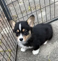 registered male, a male Pembroke Welsh Corgi for sale in Stanwood, WA – 3 of 3
