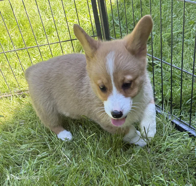 registered male – Pembroke Welsh Corgi puppy for sale in Stanwood, WA