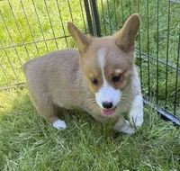 registered male, a male Pembroke Welsh Corgi for sale in Stanwood, WA – 3 of 5