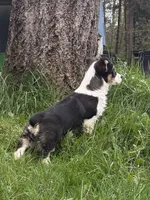 AKC male, a male Pembroke Welsh Corgi for sale in Stanwood, WA – Photo 4 of 5