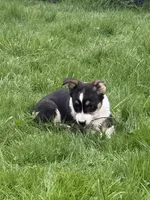 AKC male, a male Pembroke Welsh Corgi for sale in Stanwood, WA – Photo 5 of 5