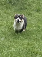 AKC male, a male Pembroke Welsh Corgi for sale in Stanwood, WA – Photo 3 of 5