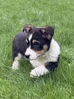 AKC male, a male Pembroke Welsh Corgi for sale in Stanwood, WA – Photo 2 of 5