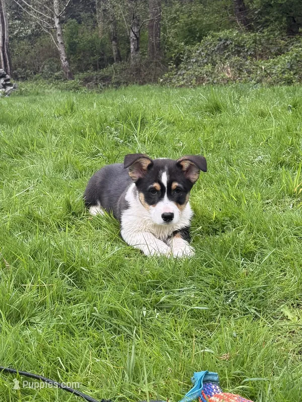 AKC male – Pembroke Welsh Corgi puppy for sale in Stanwood, WA