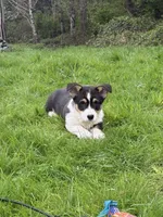 AKC male, a male Pembroke Welsh Corgi for sale in Stanwood, WA – Photo 1 of 5