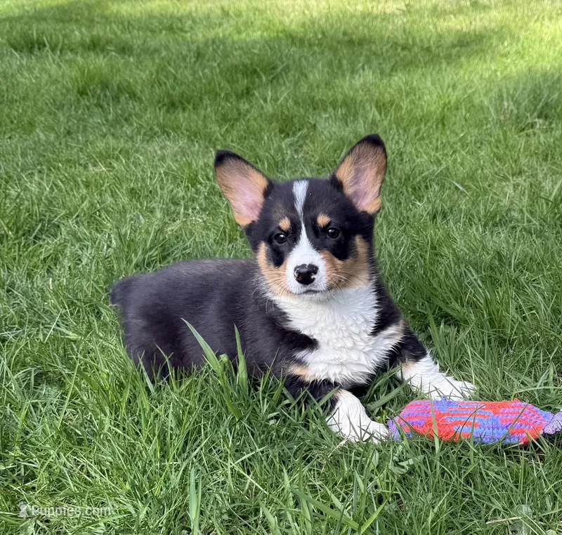 AKC female – Pembroke Welsh Corgi puppy for sale in Stanwood, WA