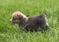 registered male, a male Pembroke Welsh Corgi for sale in Stanwood, WA – 2 of 4