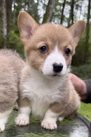 AKC female, a female Pembroke Welsh Corgi for sale in Stanwood, WA – 1 of 1