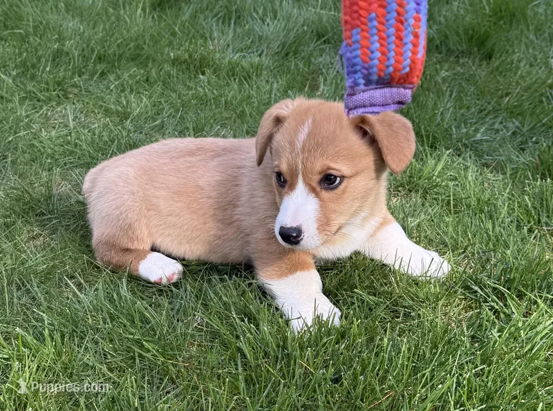 AKC male – Pembroke Welsh Corgi puppy for sale in Stanwood, WA