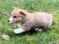 AKC male, a male Pembroke Welsh Corgi for sale in Stanwood, WA – Photo 3 of 3