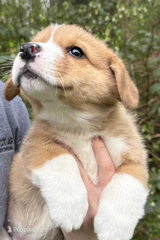 AKC male, a male Pembroke Welsh Corgi for sale in Stanwood, WA – Photo 1 of 3