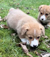 AKC male, a male Pembroke Welsh Corgi for sale in Stanwood, WA – Photo 2 of 3
