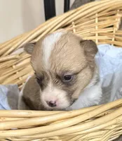 AKC female, a female Pembroke Welsh Corgi for sale in Stanwood, WA – Photo 1 of 2