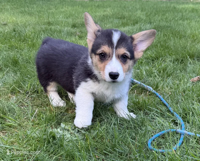 AKC female, a female Pembroke Welsh Corgi for sale in Stanwood, WA – Photo 1 of 1
